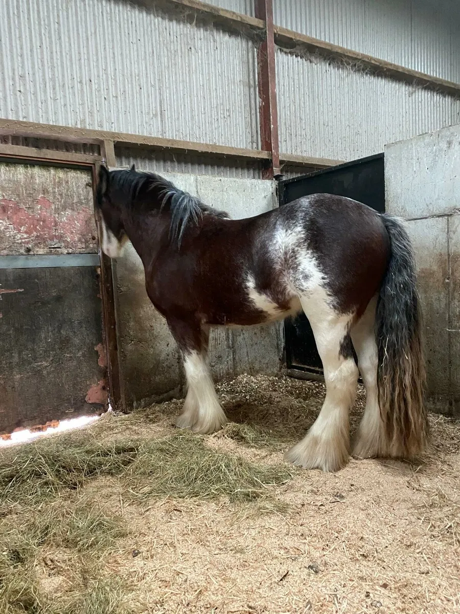 3year old full horse - Image 2