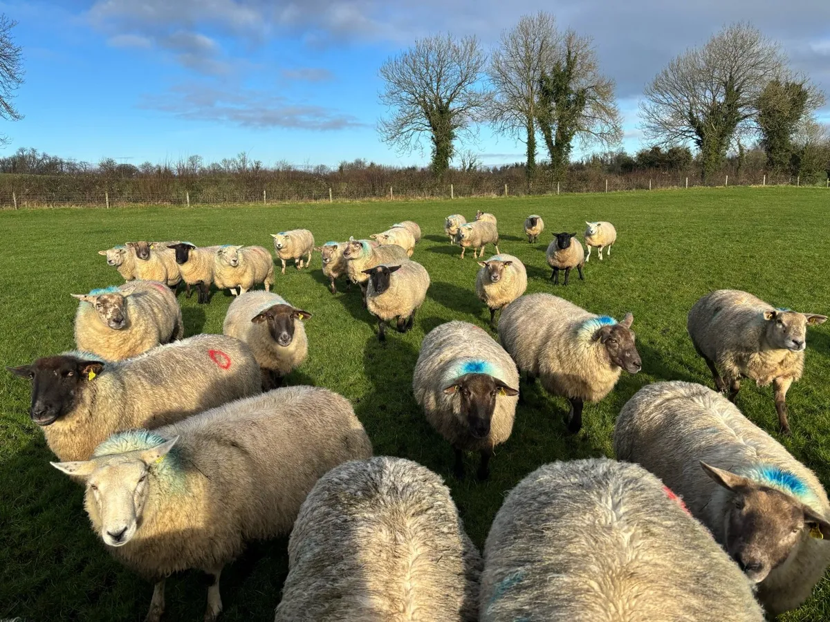 In Lamb Ewes - Image 2