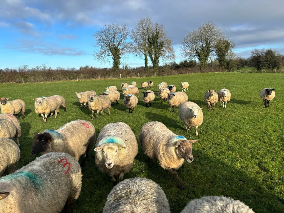 In Lamb Ewes - Image 3