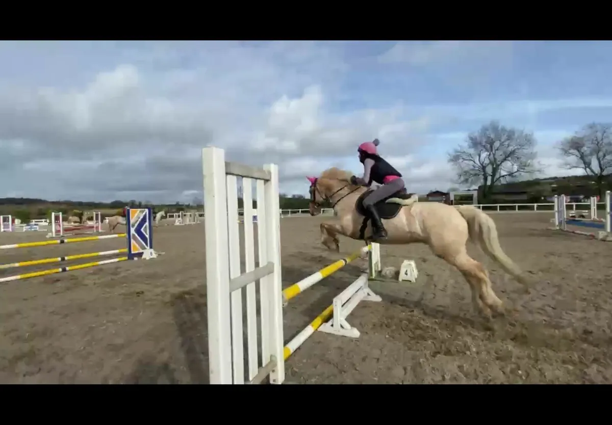 *** One in A Million Palomino AllRounder *** - Image 3