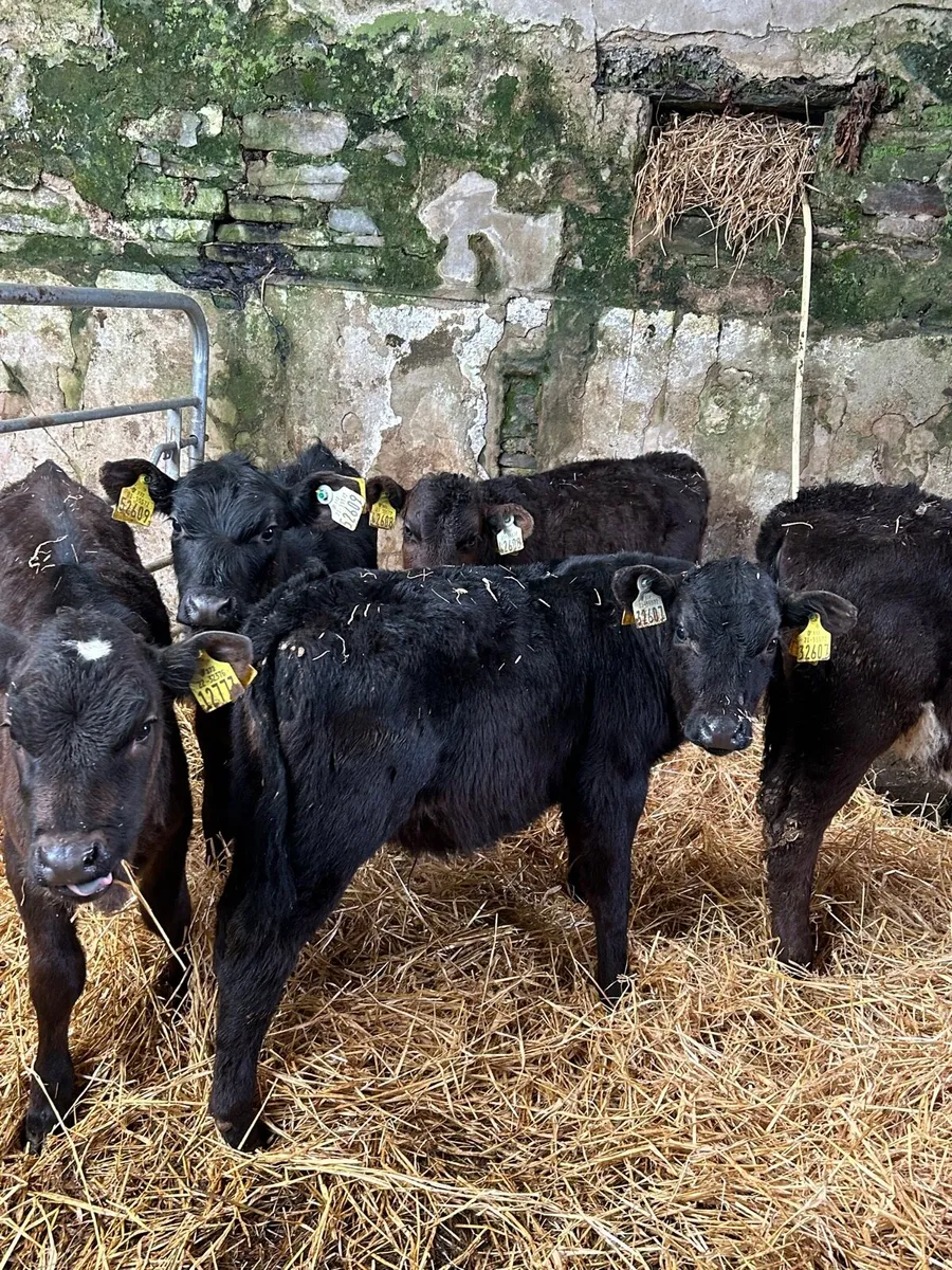5 Angus Suck Calves 7weeks+ - Image 1
