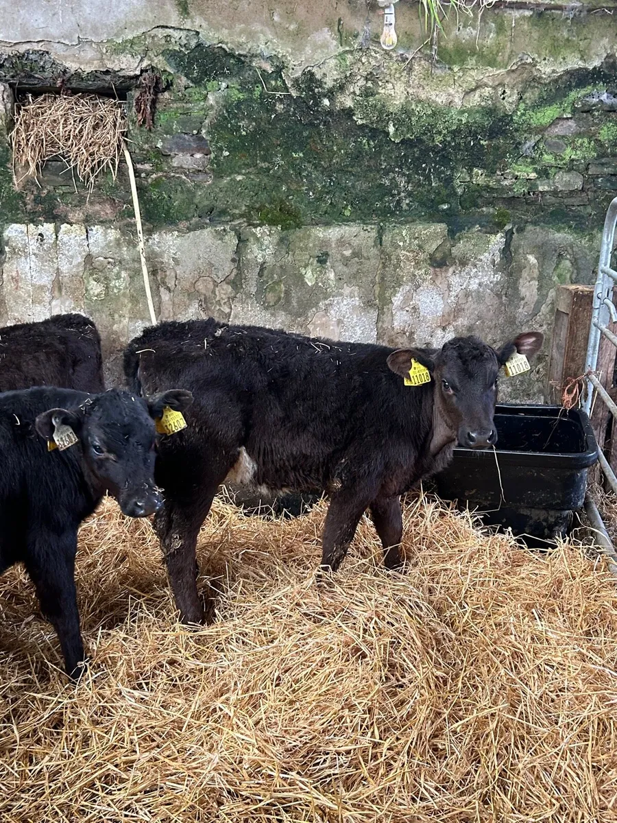 5 Angus Suck Calves 7weeks+ - Image 2