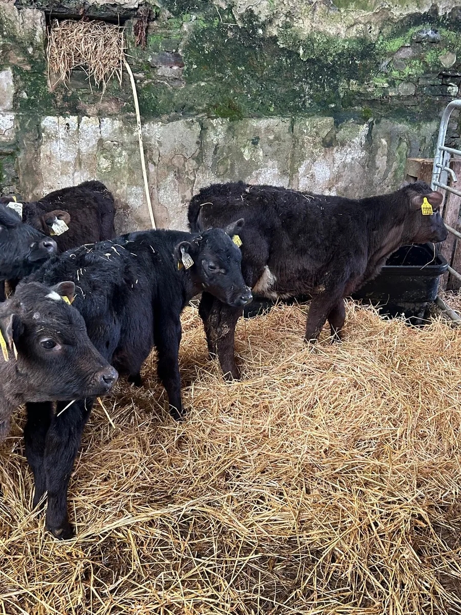 5 Angus Suck Calves 7weeks+ - Image 3