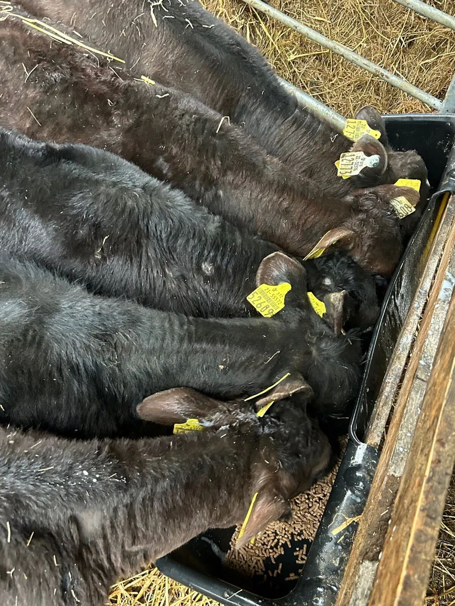 5 Angus Suck Calves 7weeks+ - Image 4