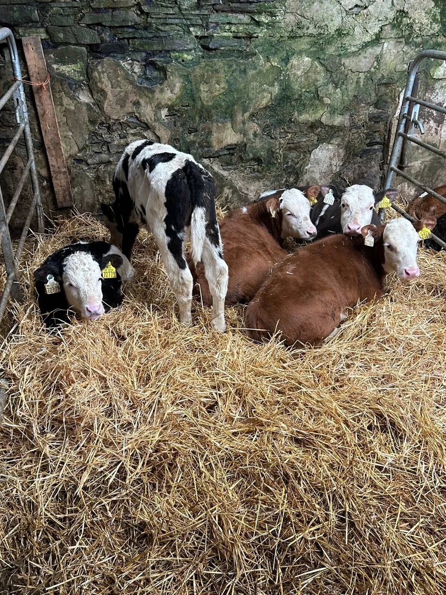 5 Smashing Simmental Calves 6-10weeks - Image 2