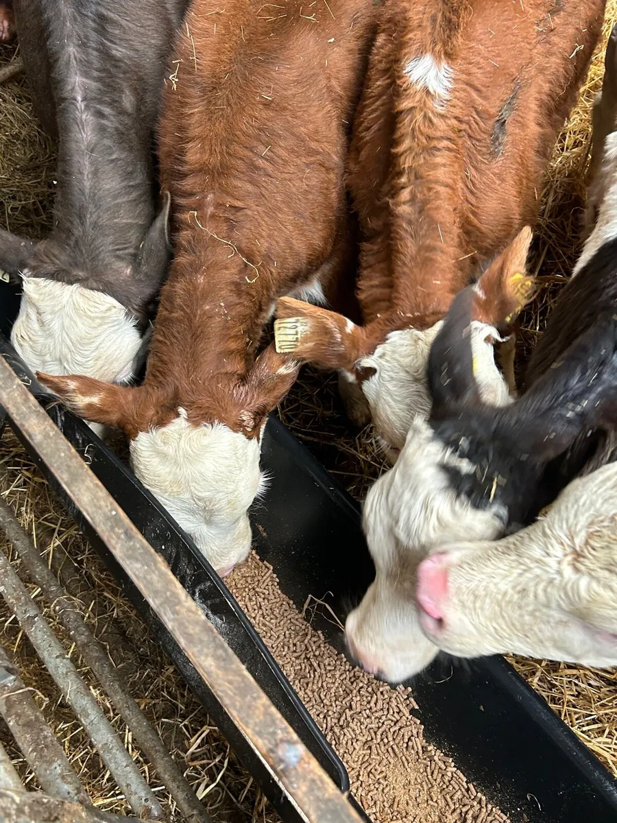 5 Smashing Simmental Calves 6-10weeks - Image 3