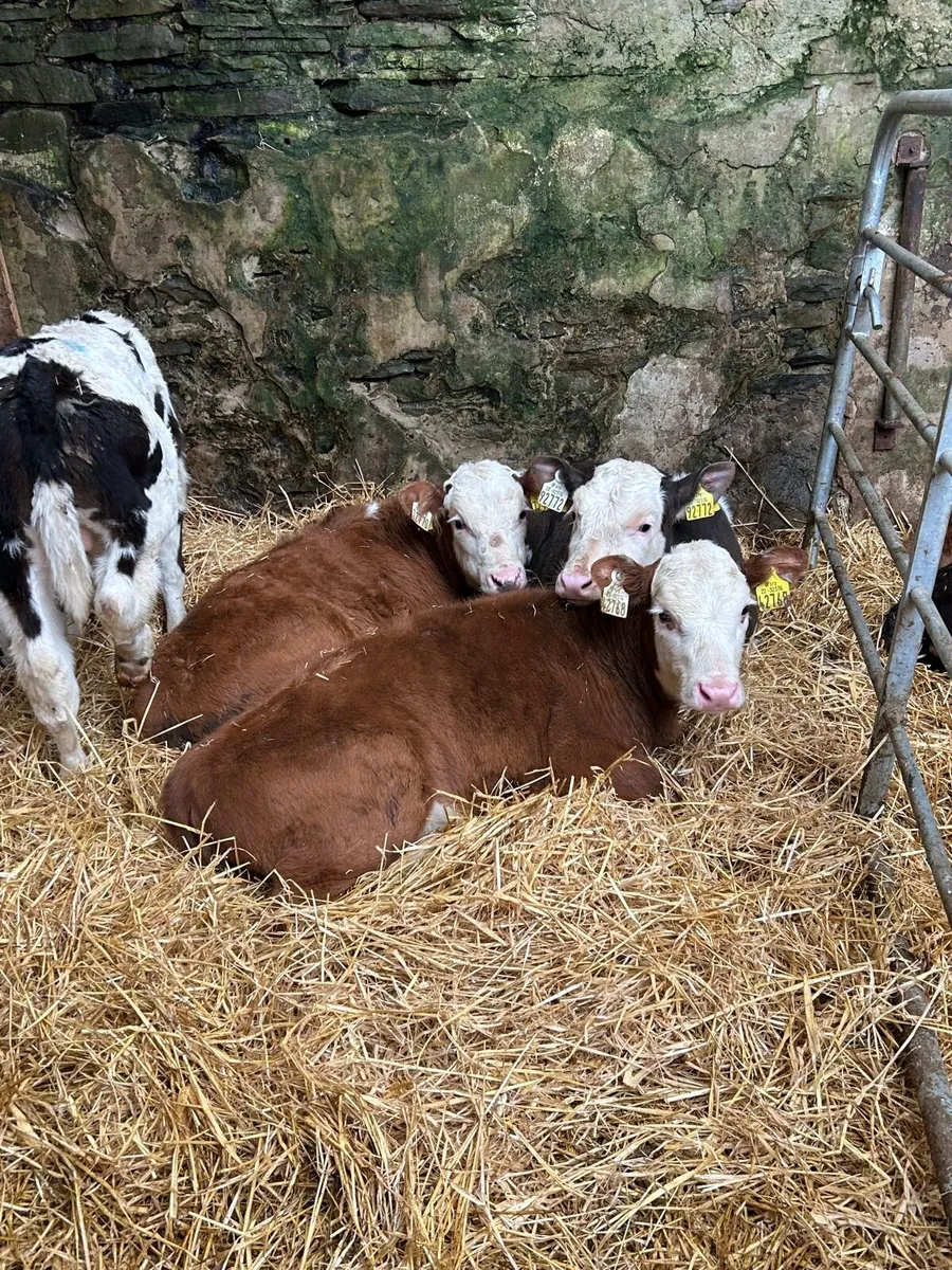 5 Smashing Simmental Calves 6-10weeks - Image 1