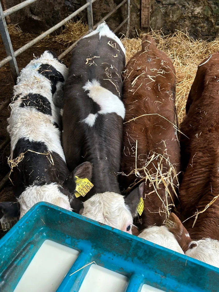 5 Smashing Simmental Calves 6-10weeks - Image 4