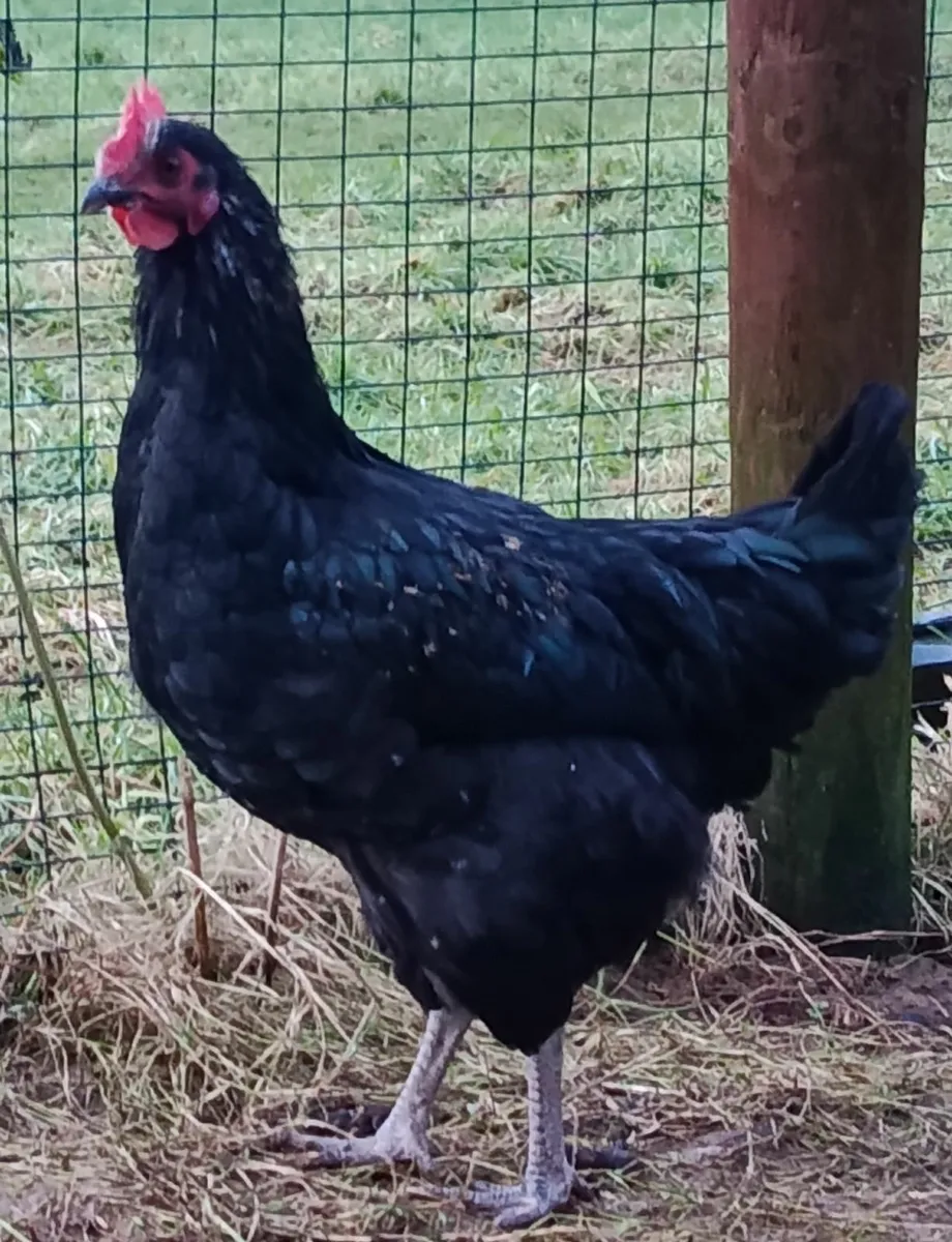 3 months old roosters - Image 1