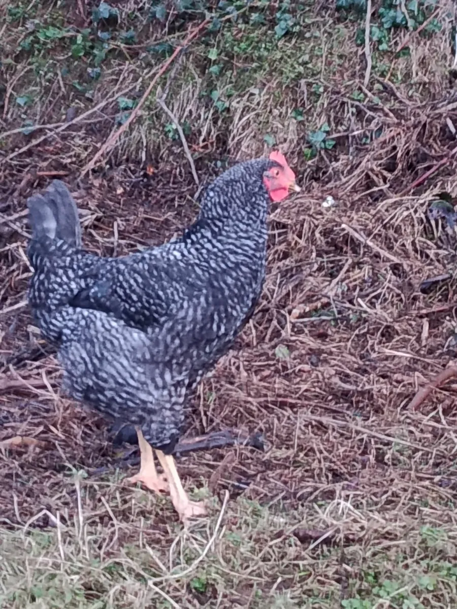 3 months old roosters - Image 3