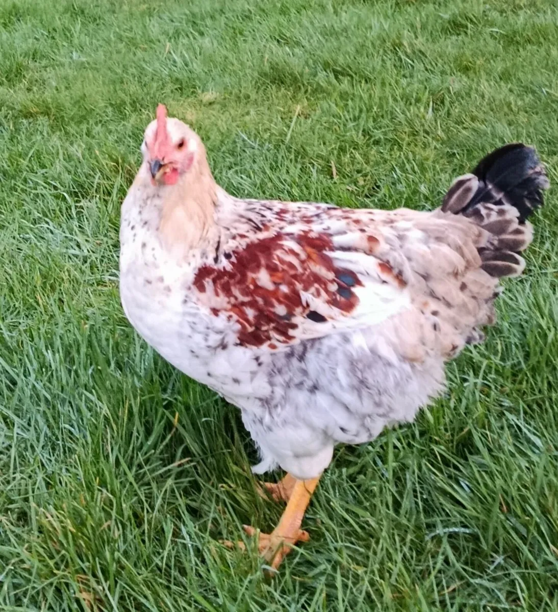 3 months old roosters - Image 2