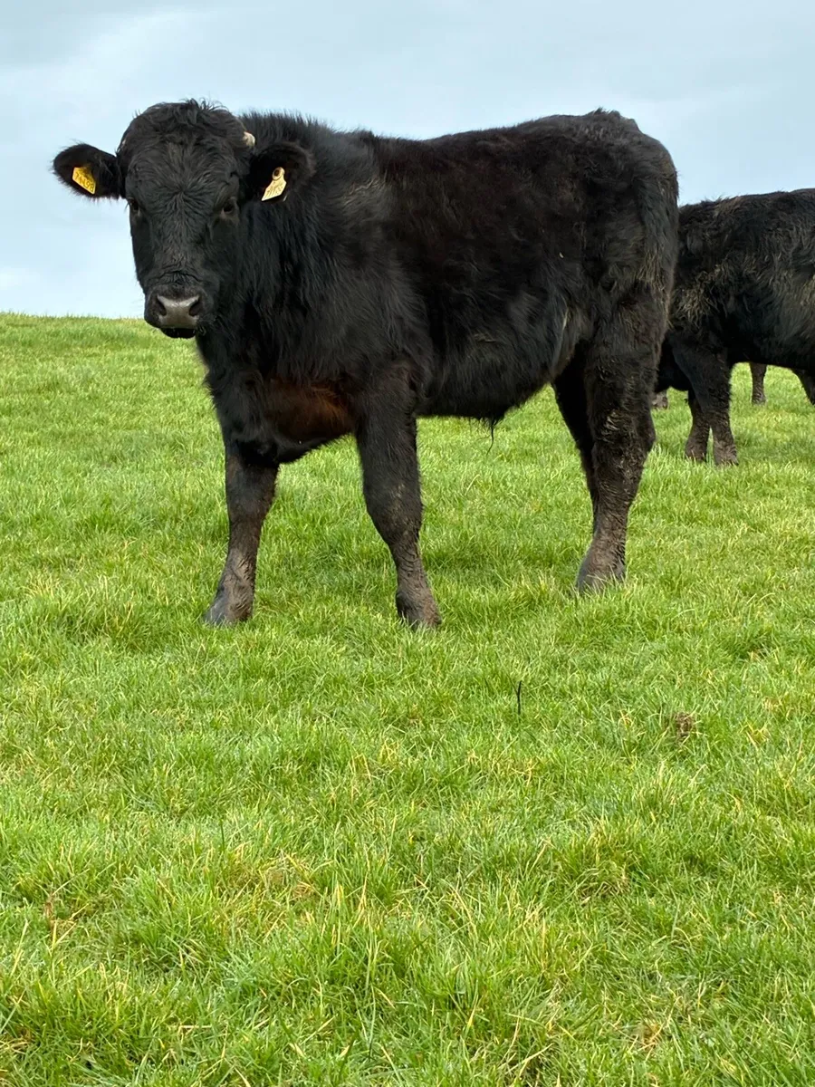 Bucket fed Weanlings - Image 3