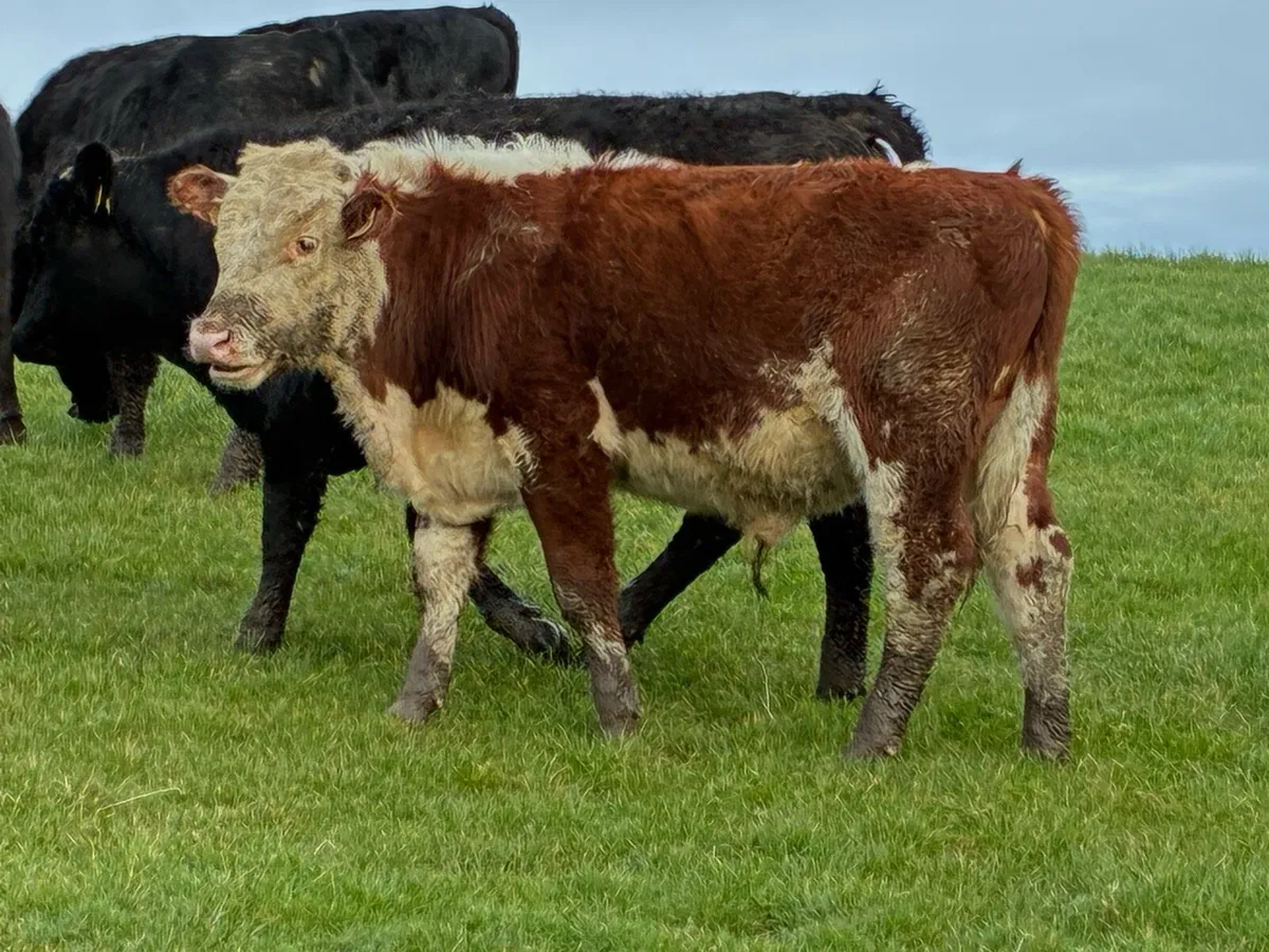 Bucket fed Weanlings - Image 4