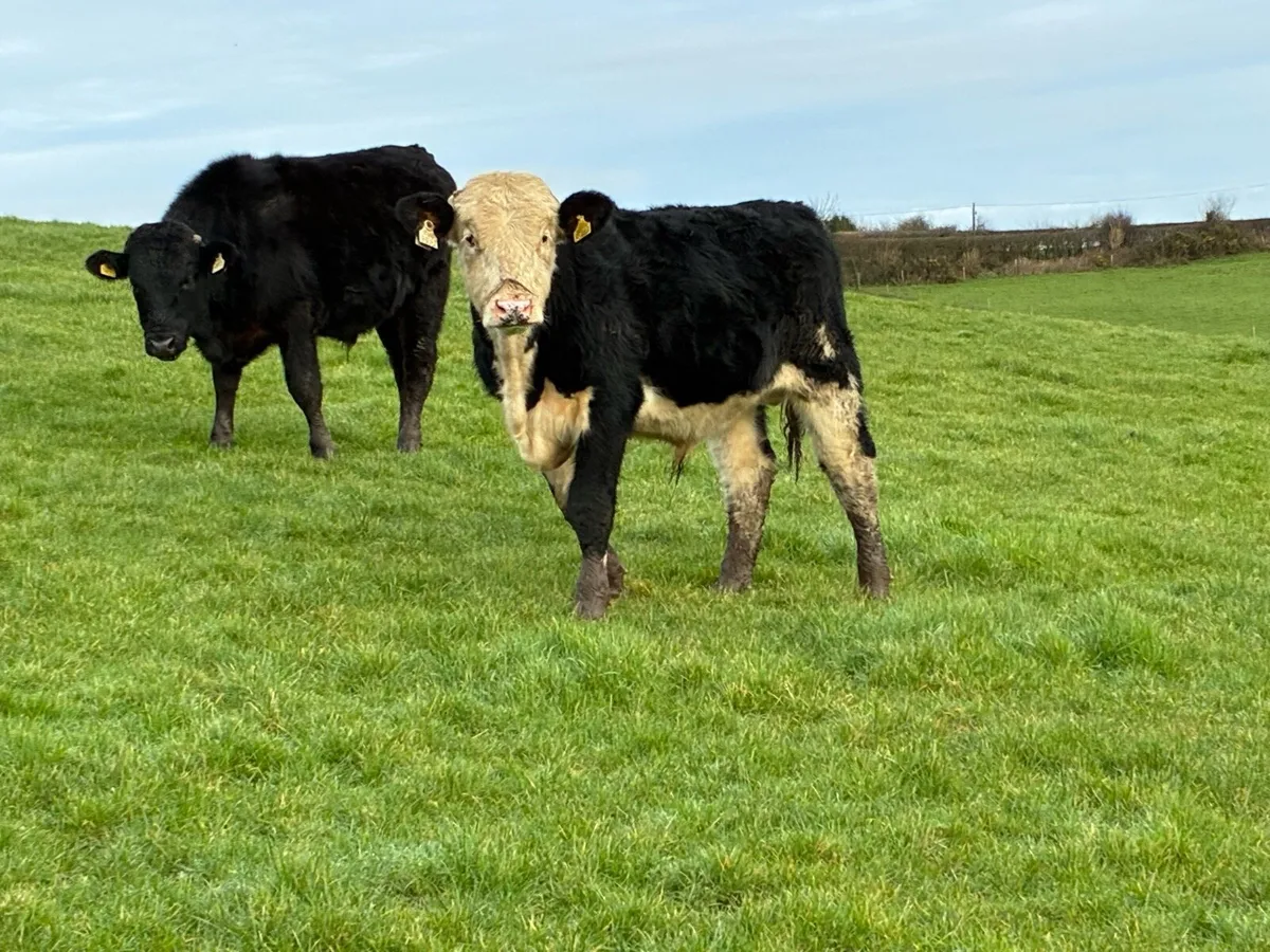 Bucket fed Weanlings - Image 2