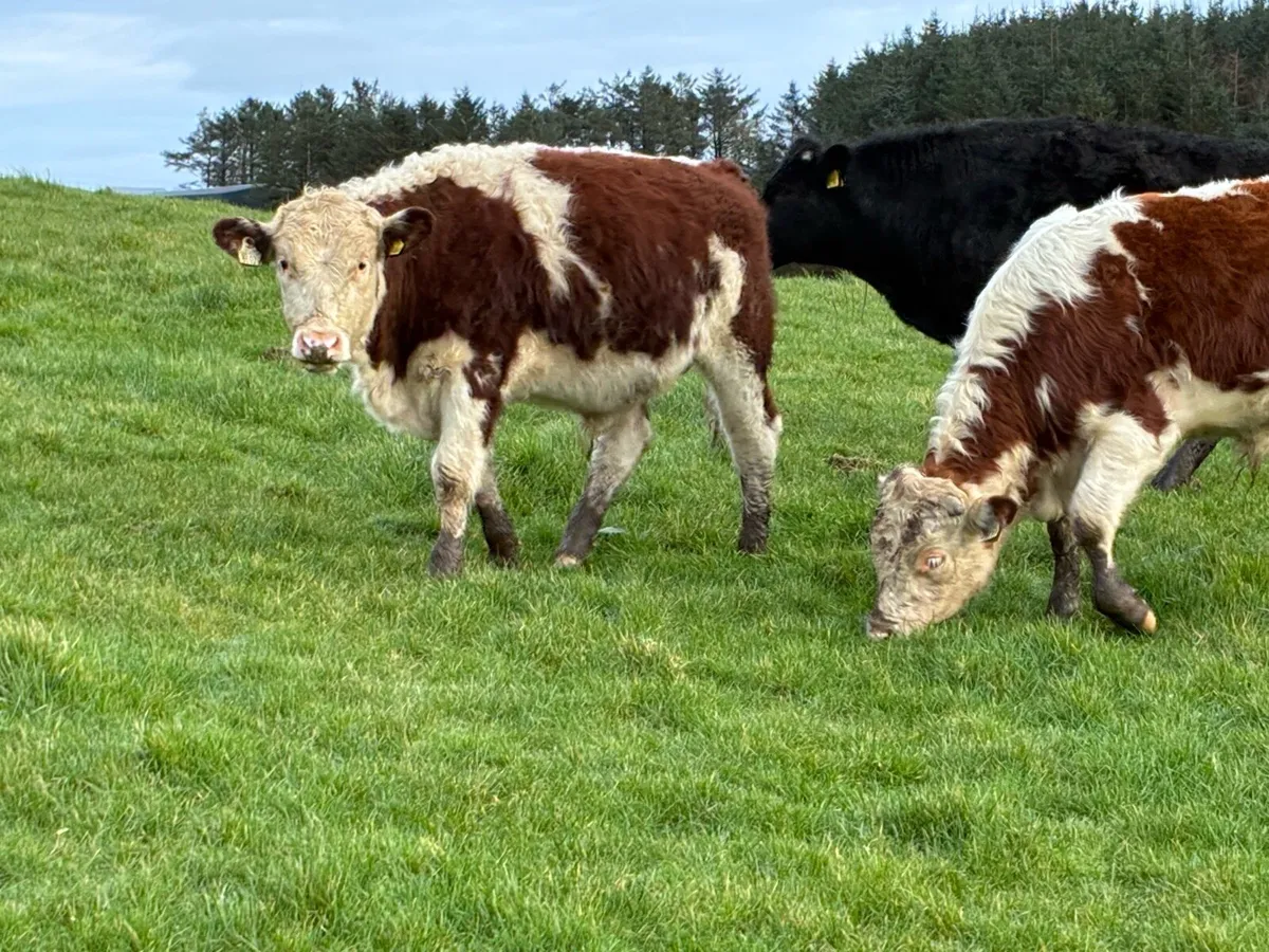 Bucket fed Weanlings - Image 1