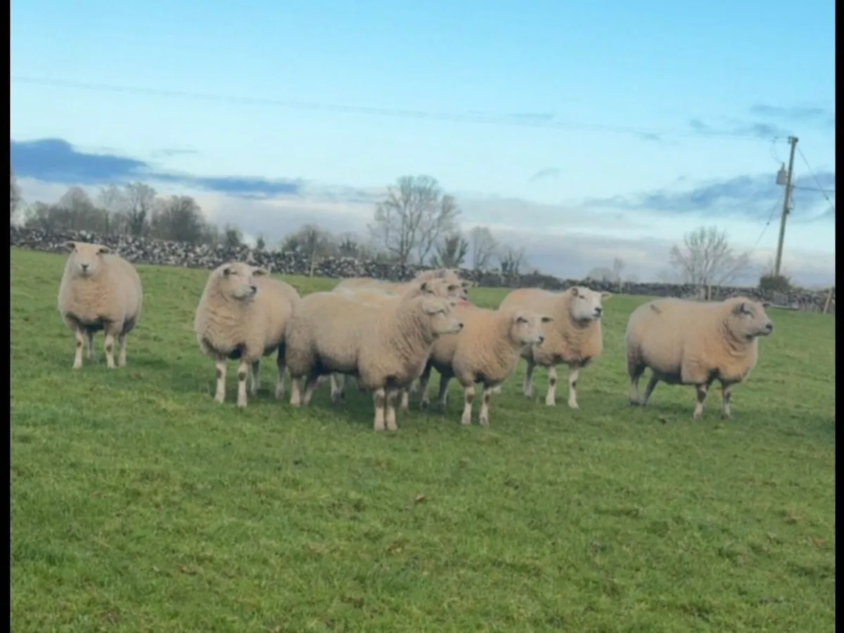 Breeding Hoggets - Image 2