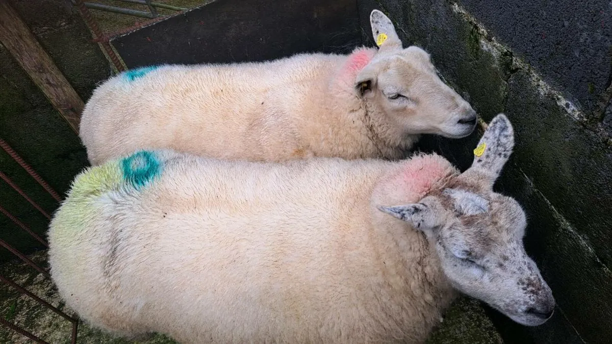 4 Dry /Cull ewes - Image 1