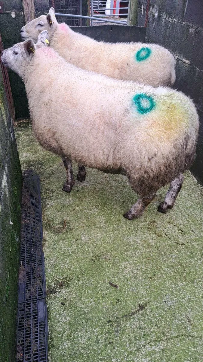 4 Dry /Cull ewes - Image 2