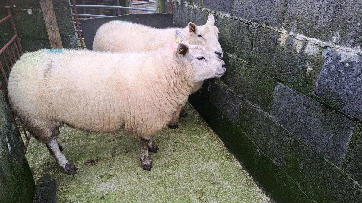 4 Dry /Cull ewes - Image 3