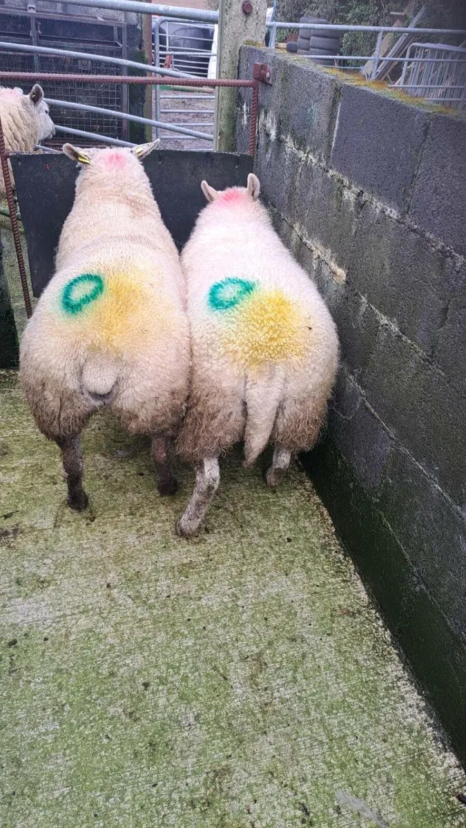 4 Dry /Cull ewes - Image 4