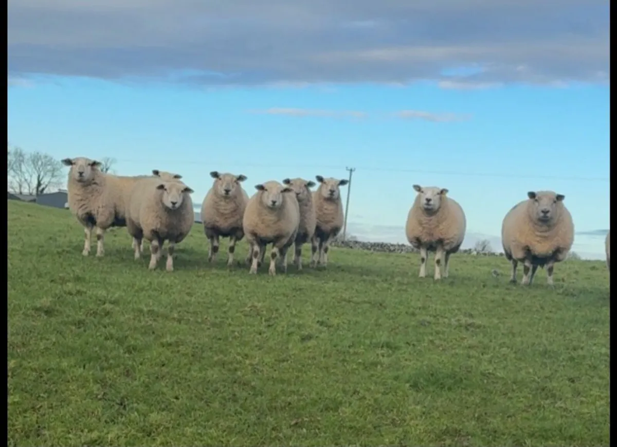 Breeding Hoggets - Image 4