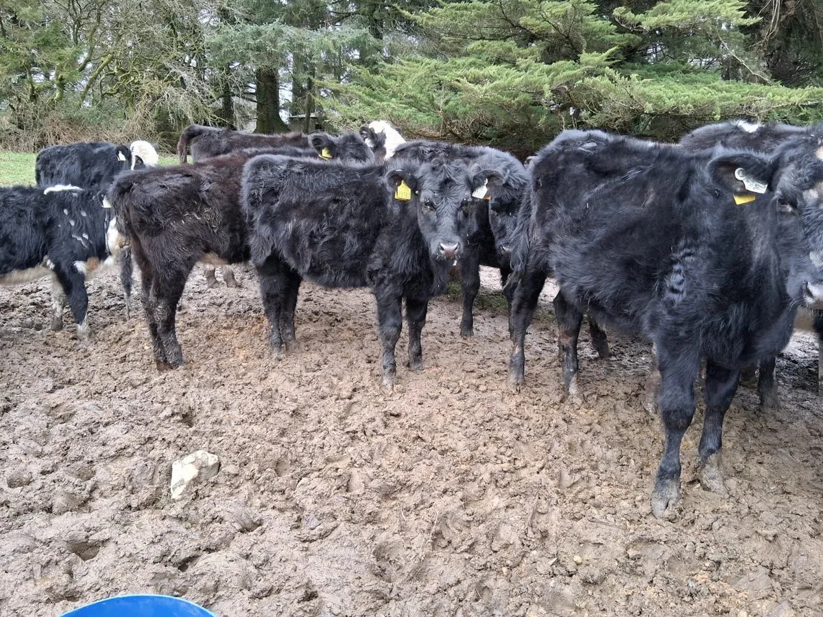 21 Outwintered weanlings - Image 1