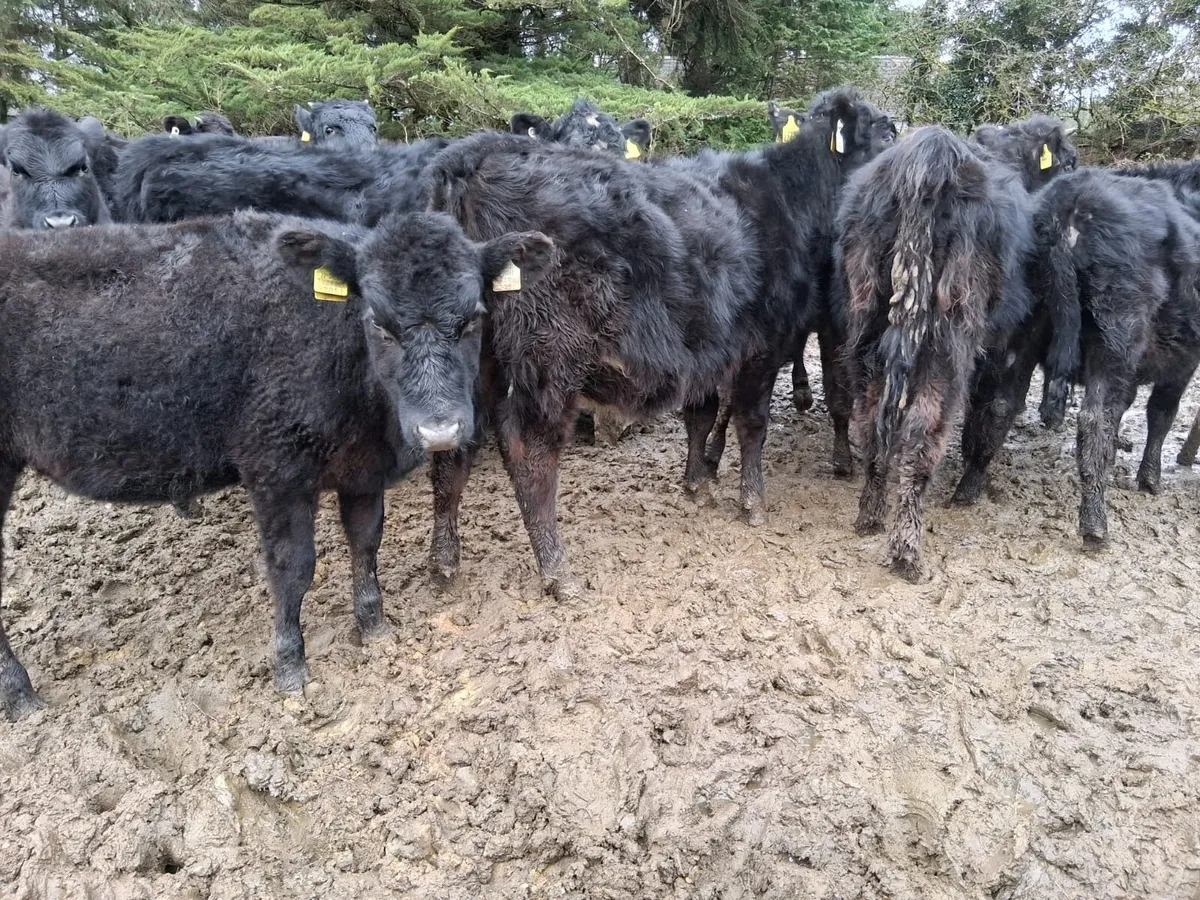 21 Outwintered weanlings - Image 3