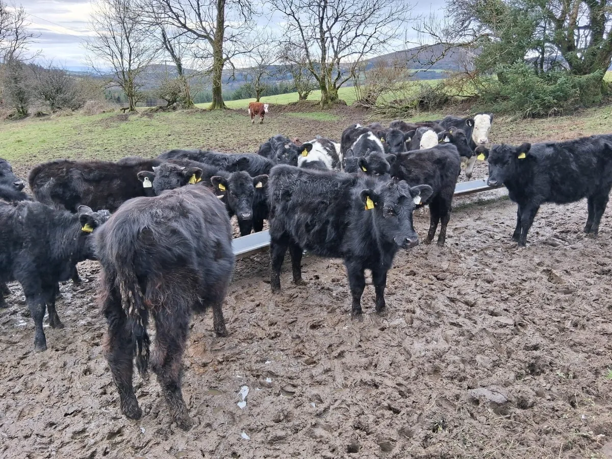 21 Outwintered weanlings - Image 2