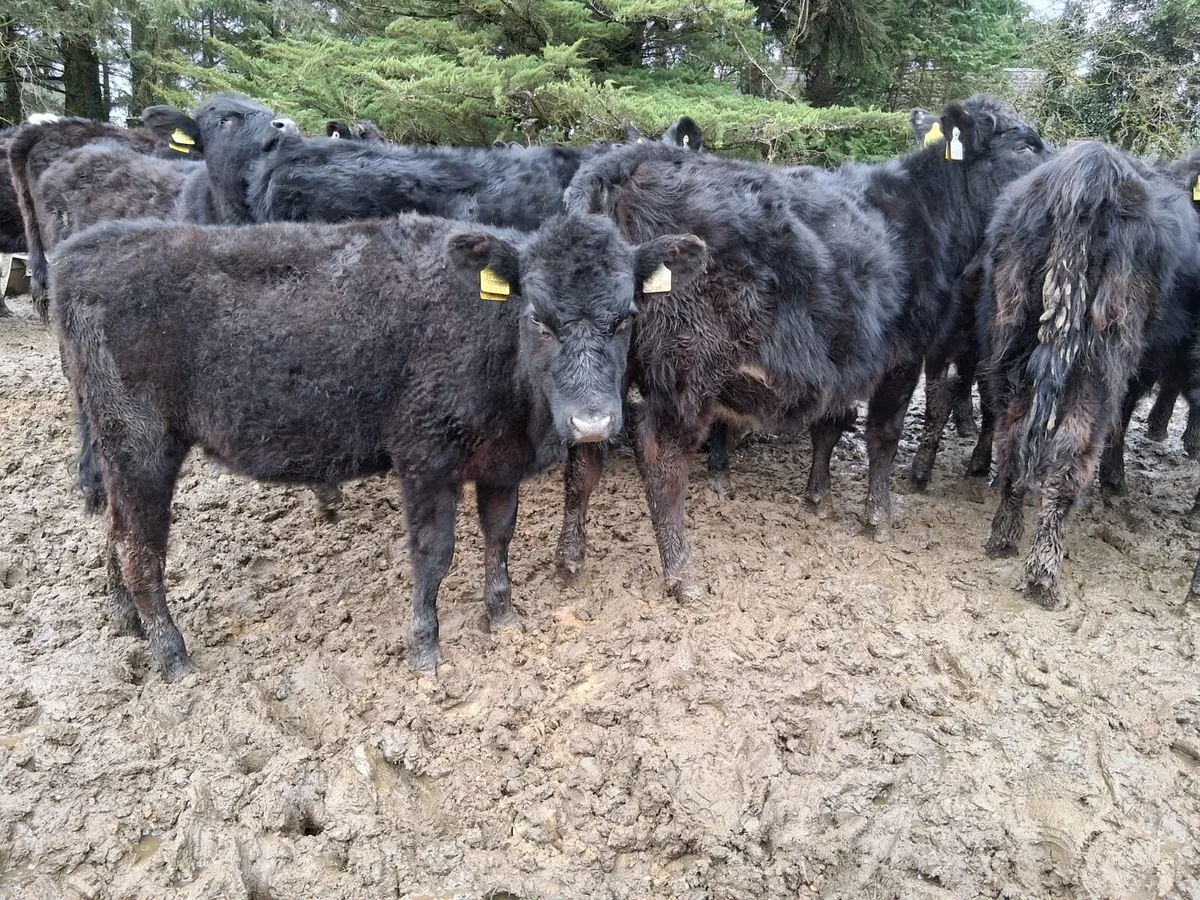 21 Outwintered weanlings - Image 4