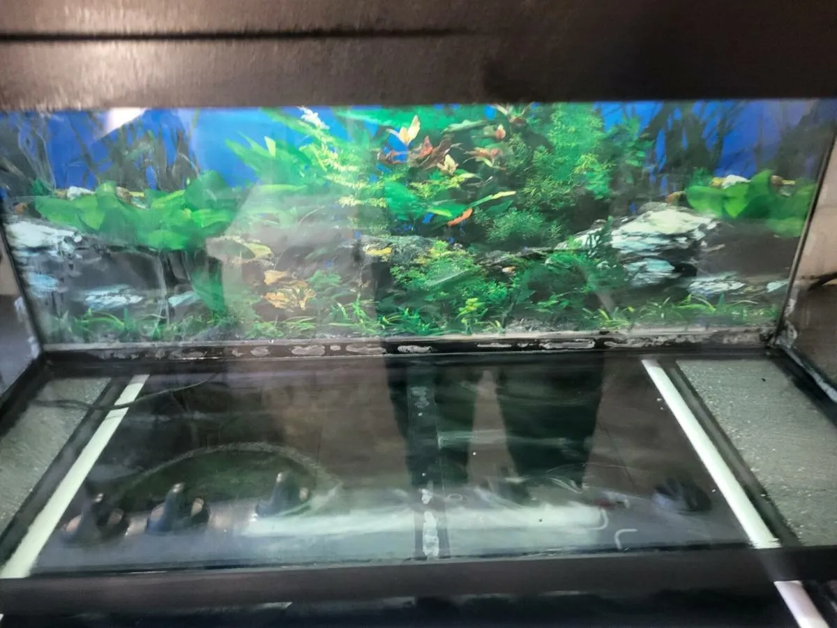 Fish tank - Image 4