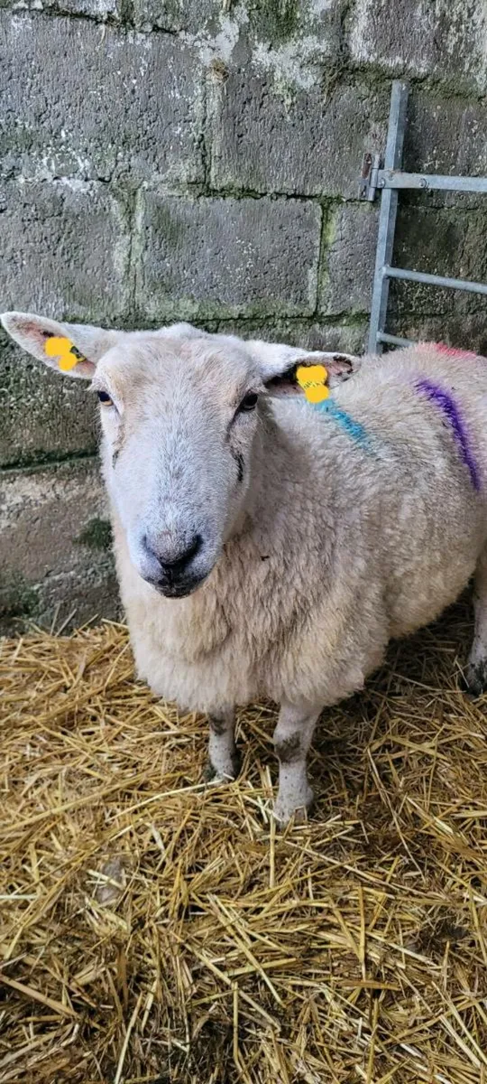 Foster ewe
