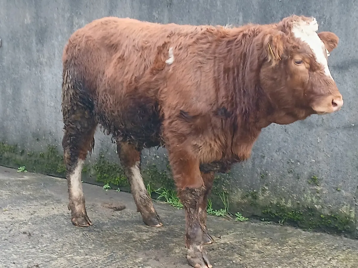 Two weaning heifers - Image 2