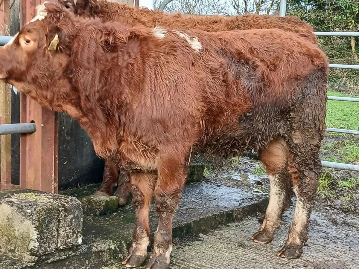 Two weaning heifers - Image 4