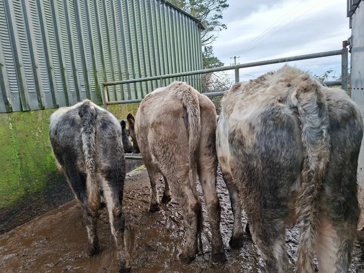 Belgian Blue Springers - Image 3