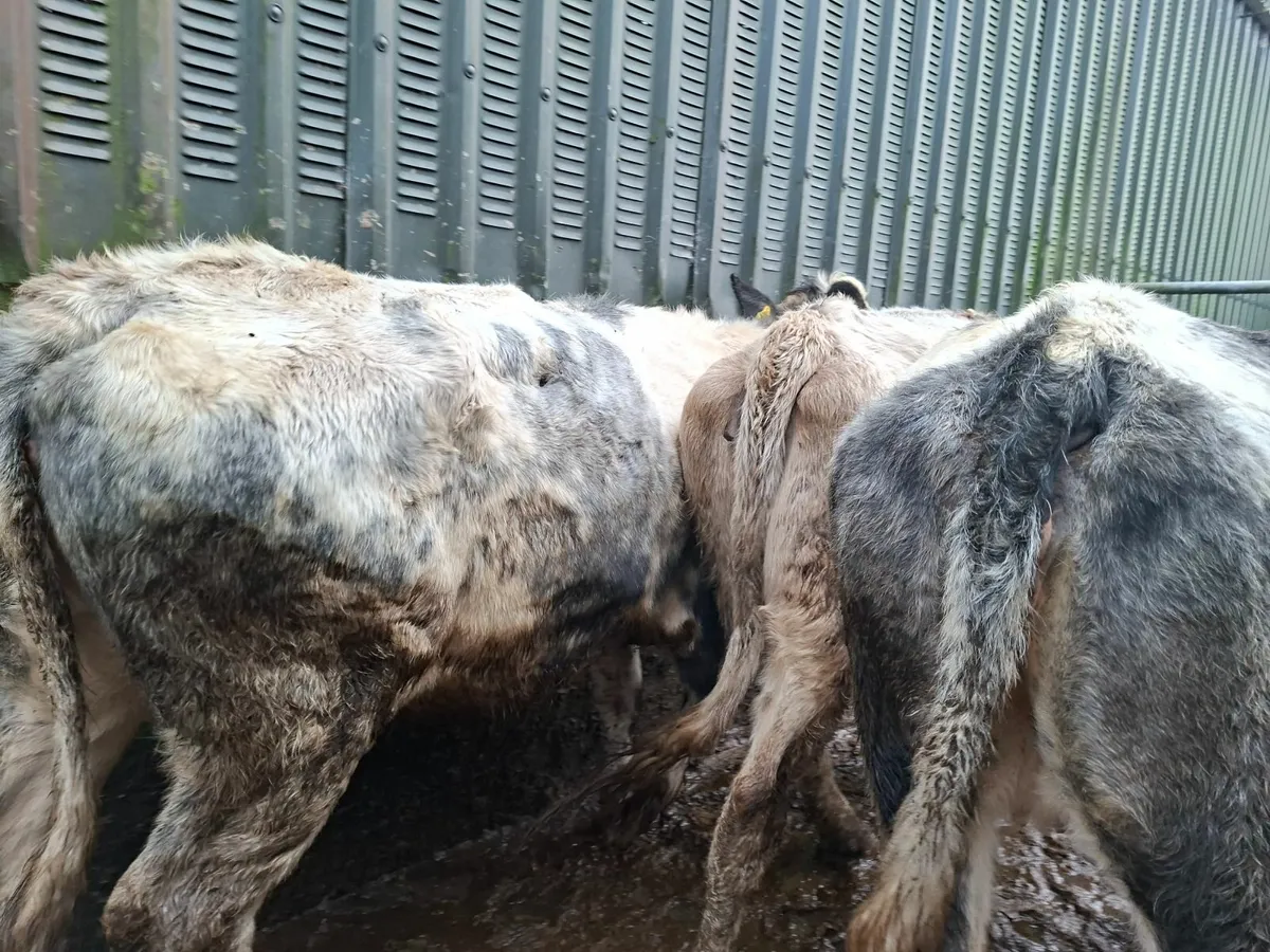 Belgian Blue Springers - Image 4