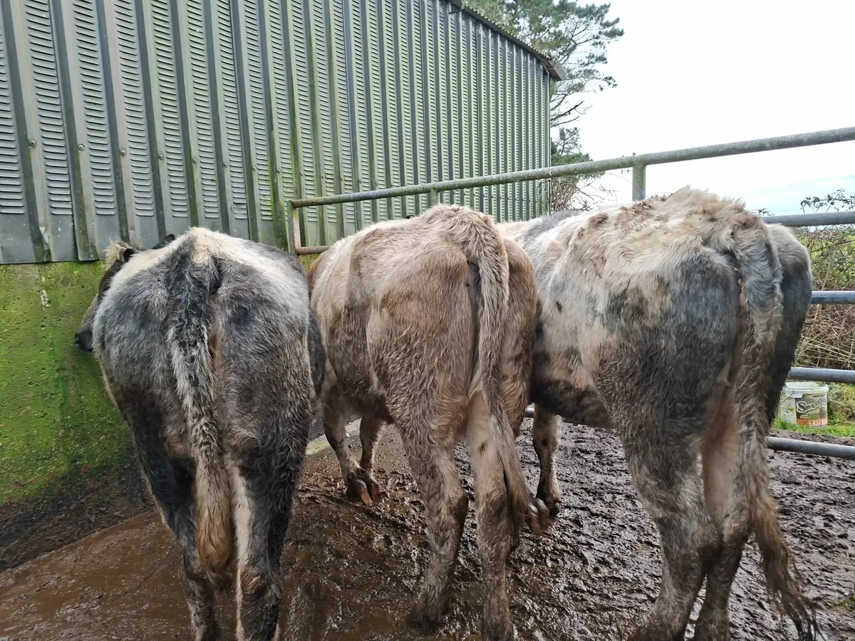 Belgian Blue Springers - Image 1