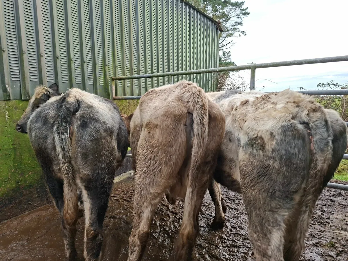 Belgian Blue Springers - Image 2