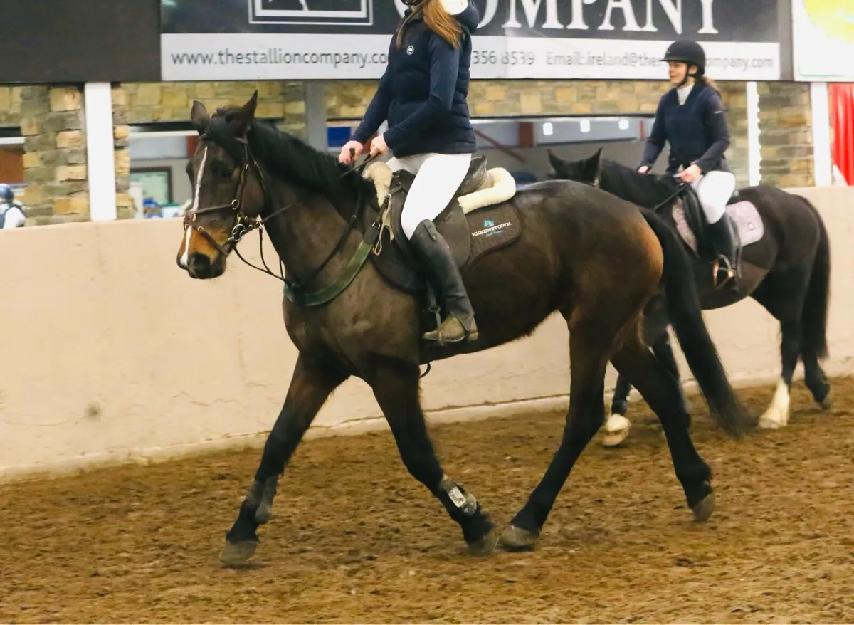 148 ish mare - Image 4