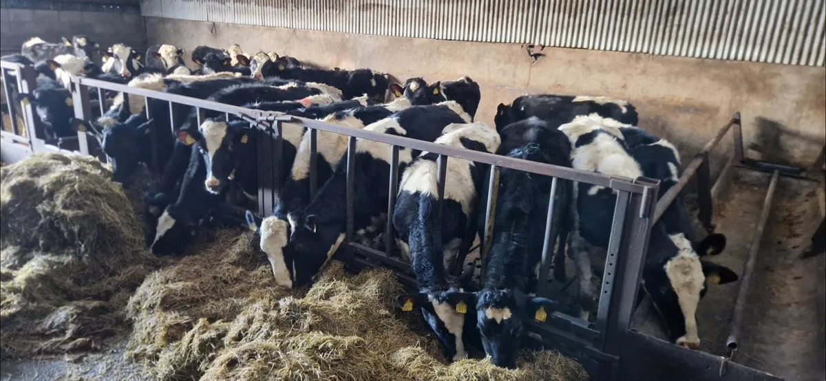 Well Bred Heifers - Image 2