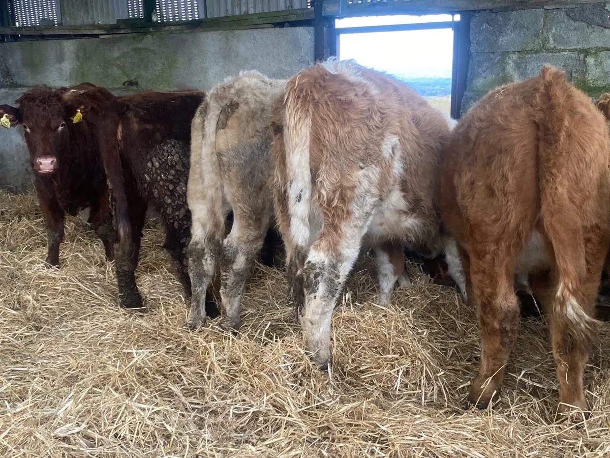 5 Super Heifer Weanlings - Image 2