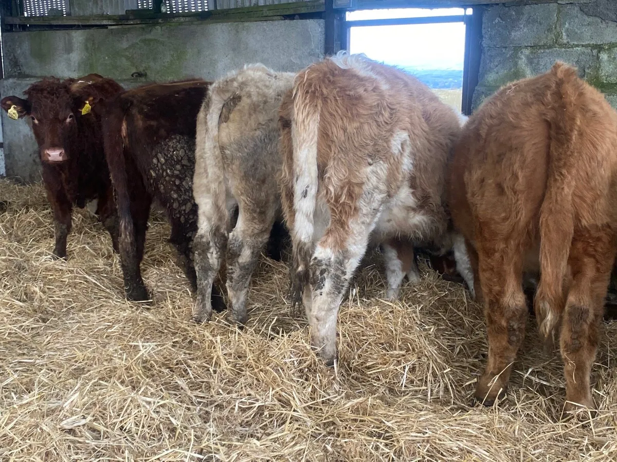 5 Super Heifer Weanlings - Image 3