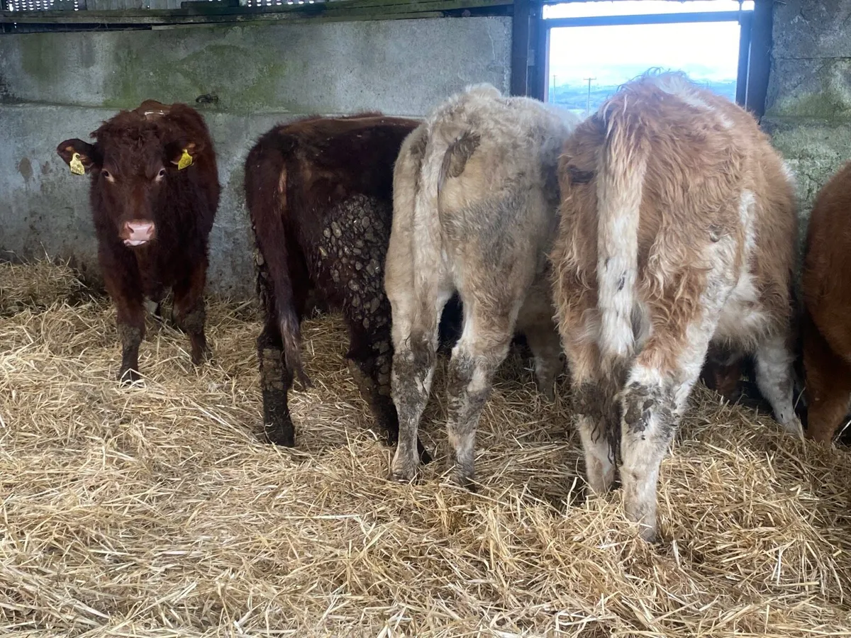 5 Super Heifer Weanlings - Image 4