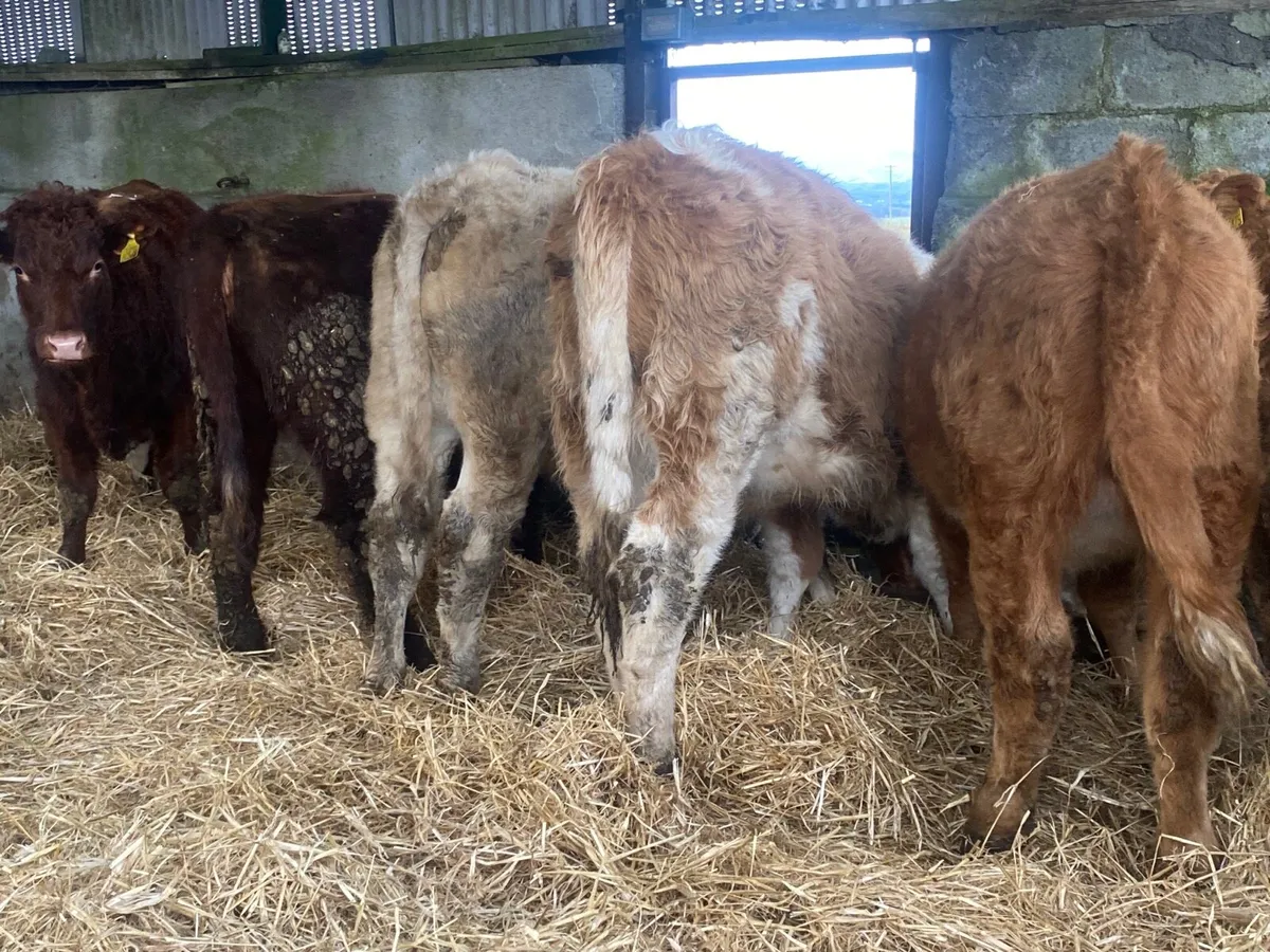 5 Super Heifer Weanlings - Image 1