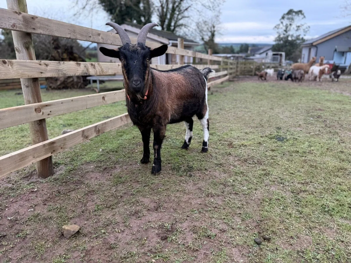 2 years old wether - Image 1