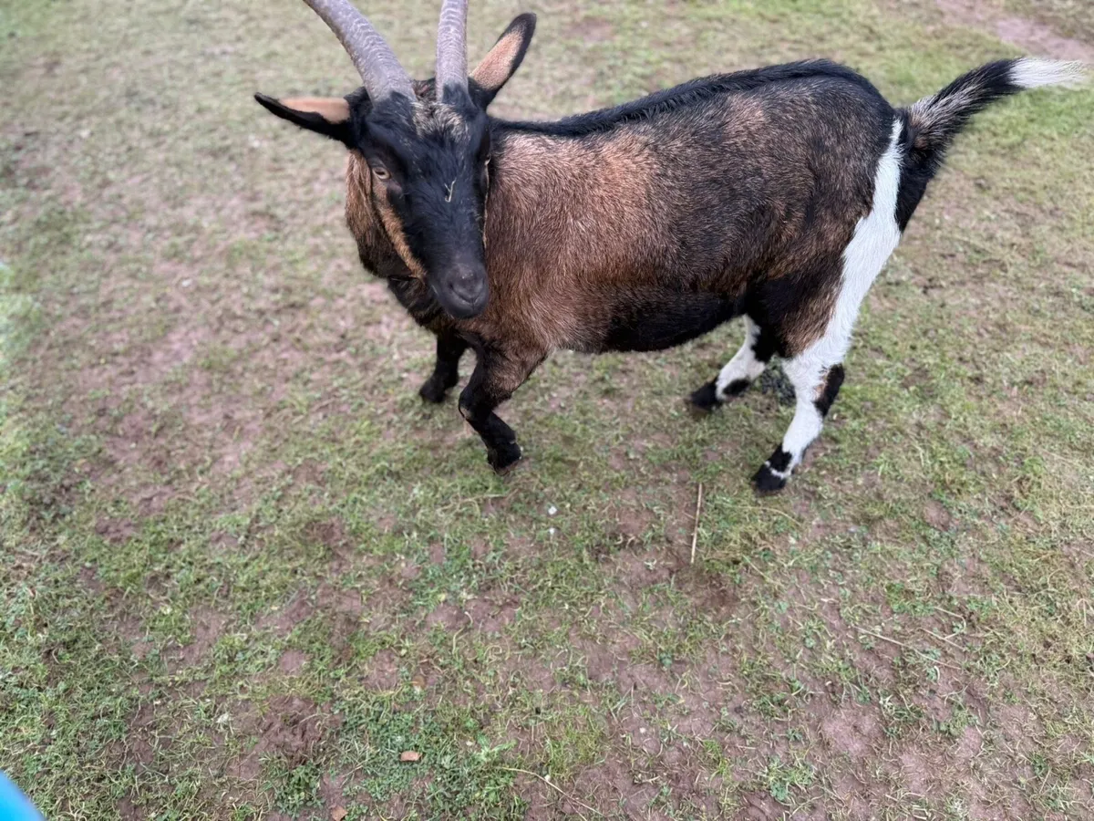 2 years old wether - Image 2