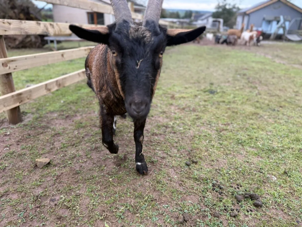 2 years old wether - Image 3