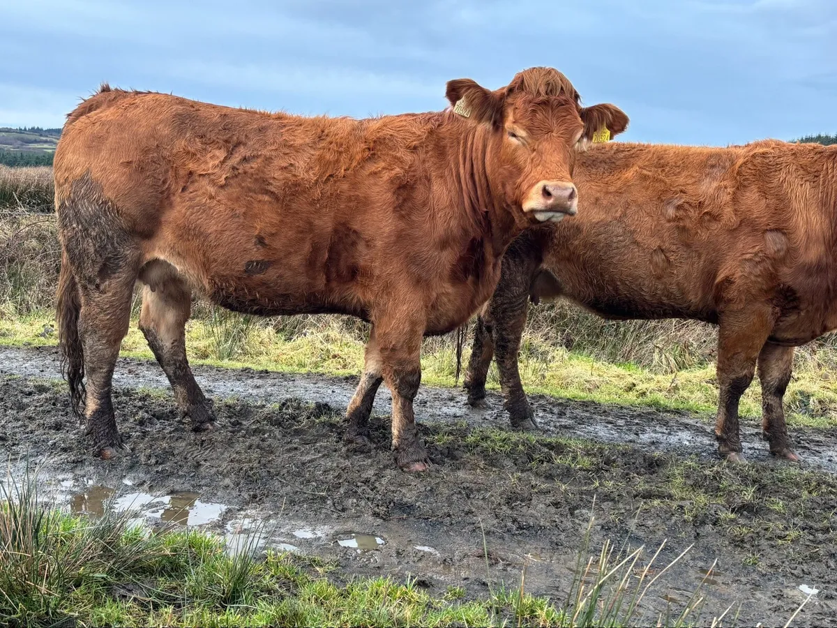 5 star limousin incalf heifers - Image 1
