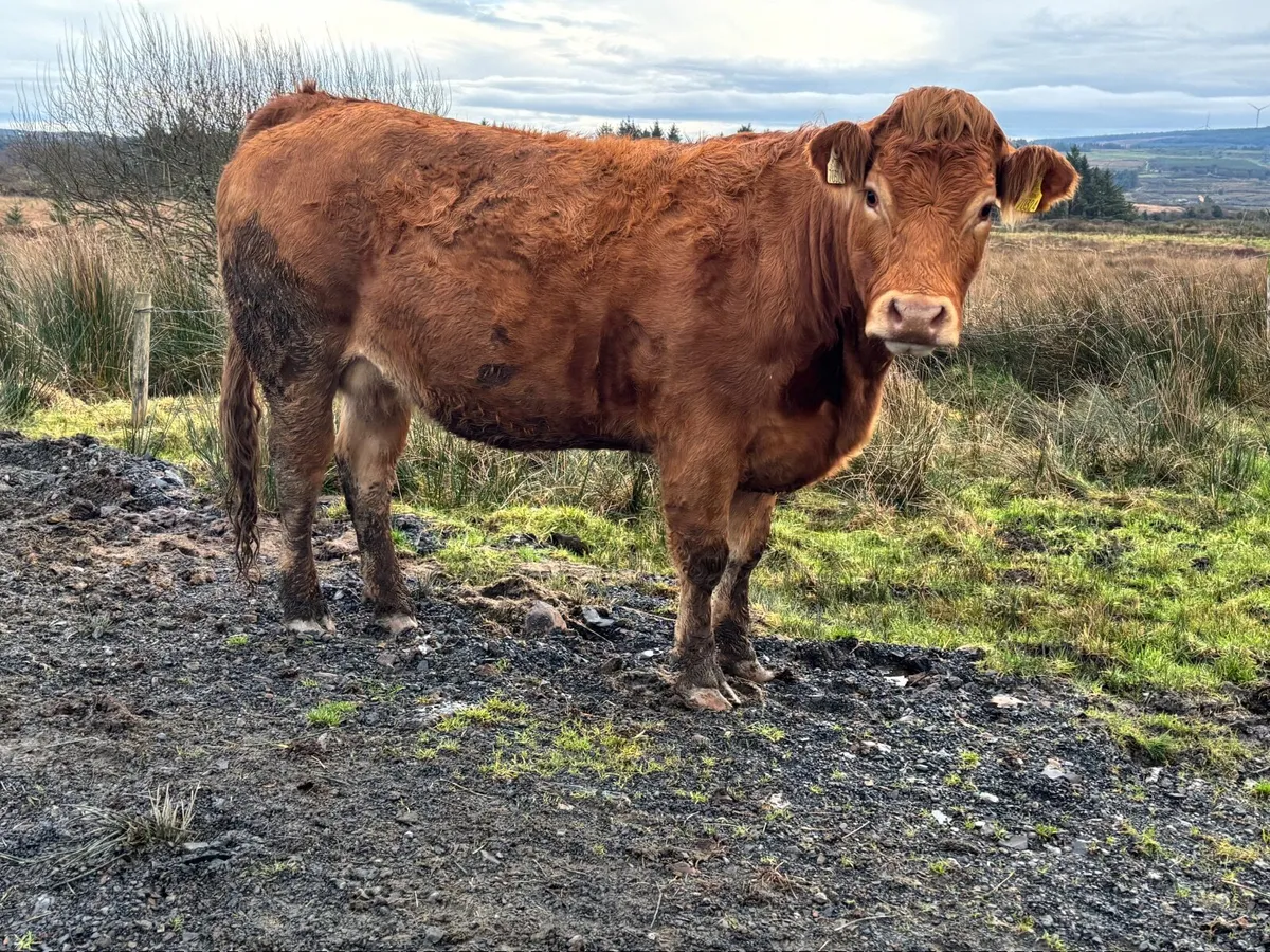 5 star limousin incalf heifers - Image 4