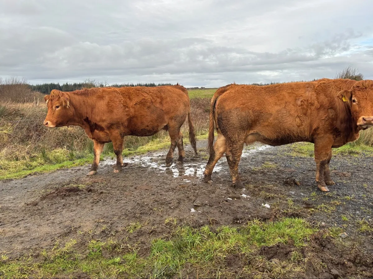 5 star limousin incalf heifers - Image 3
