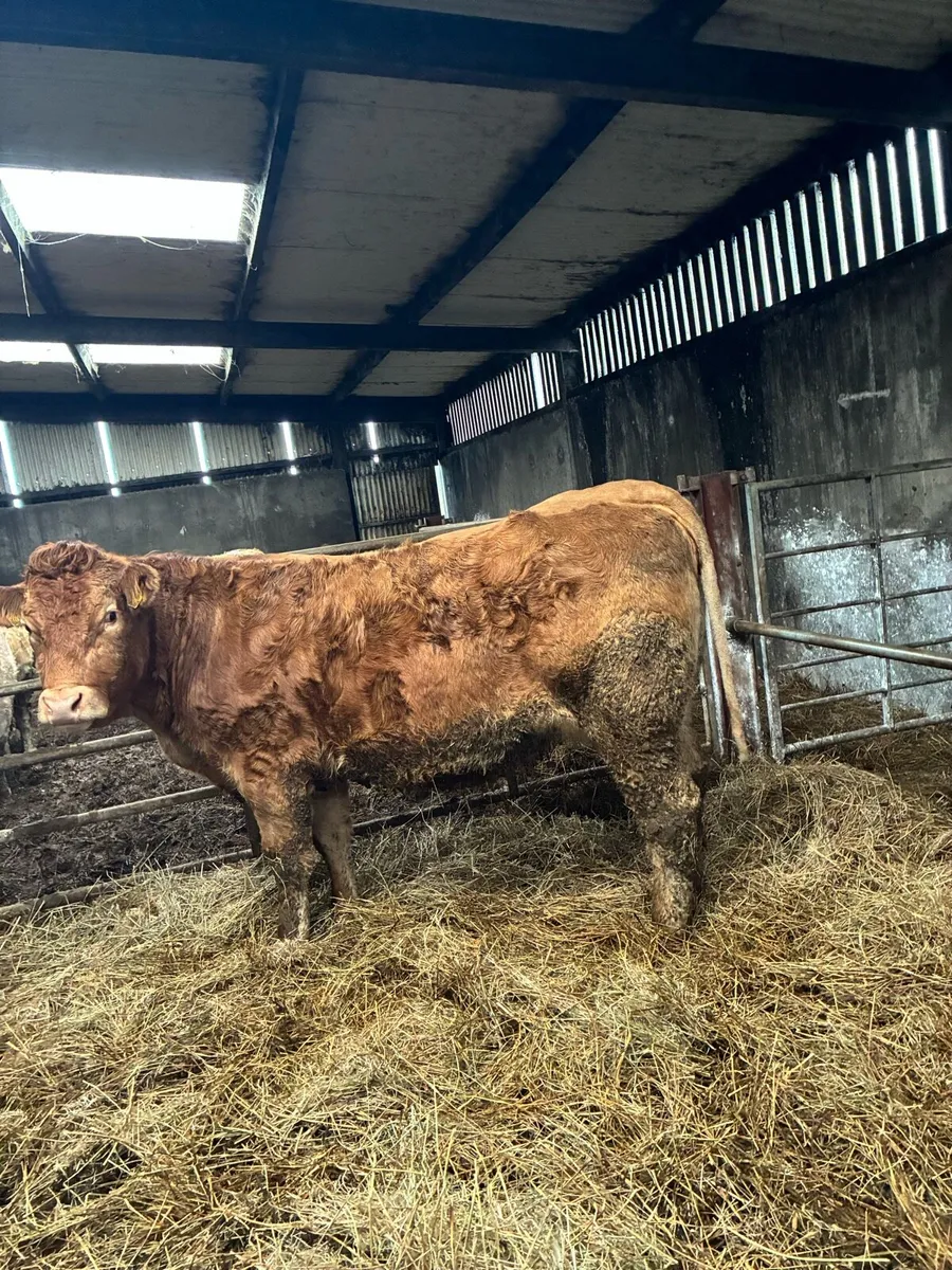 ⭐️Springer⭐️ - Image 1